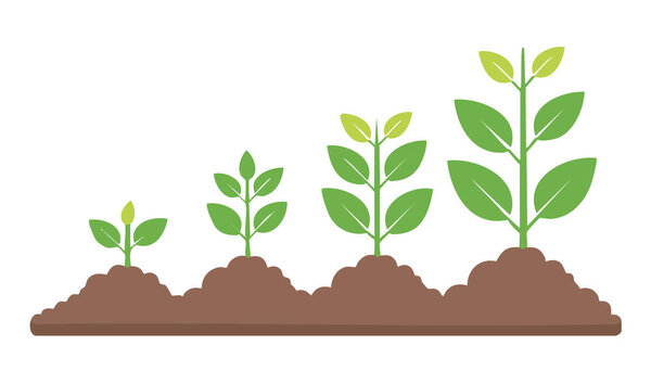 Образовательная диаграмма, показывающая развитие растения в почве, от прорастания семян