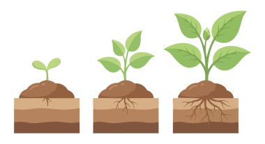 Minimum bitki büyüme konsepti genç filizlerin toprakta sağlıklı yeşil bitkilere dönüştüğünü gösteriyor