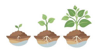 Toprakta yetişen yeşil yapraklı fidandan genç bitkiye kadar basit bitki büyüme sekansı