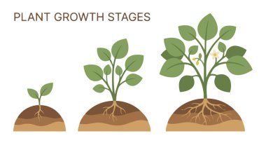 Toprak katmanlarında adım adım büyüyen yeşil bitkiler bitki gelişimi doğa büyüme sürecini temsil ediyor.