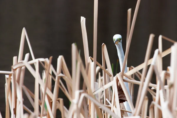 White Heron in grass — Stock Photo, Image