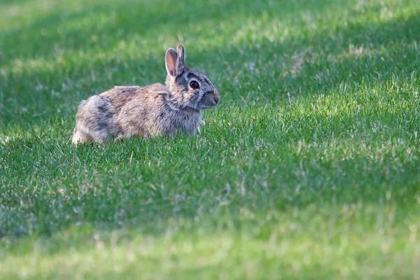 Чернохвостый кролик — стоковое фото