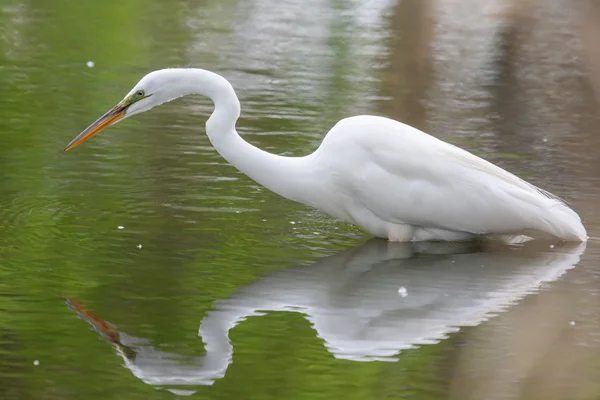 Great White Egret fishing — Stock Photo, Image