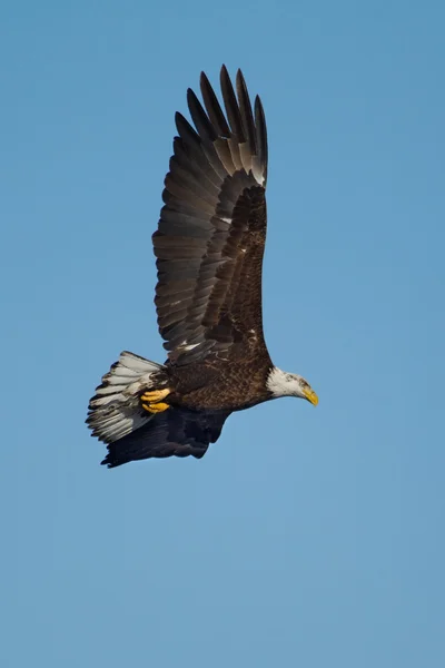 Amerikanischer Weißkopfseeadler im Flug — Stockfoto