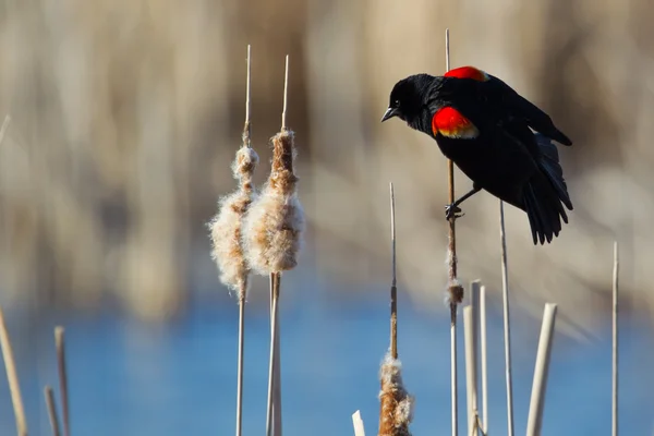 Pájaro negro alado rojo macho — Foto de Stock