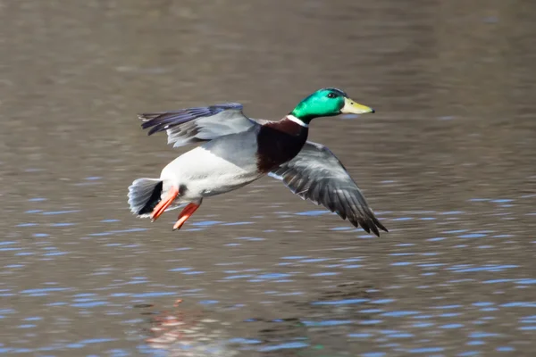 Mallard macho en vuelo — Foto de Stock