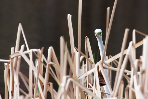 草丛中的白鹭 免版税图库图片