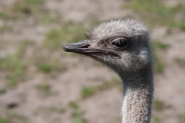 Strauß im weichen Fokus — Stockfoto