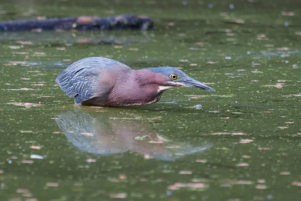 Green Heron hunting — Stock Photo, Image