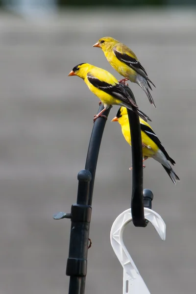 Goldfinch — Stock fotografie