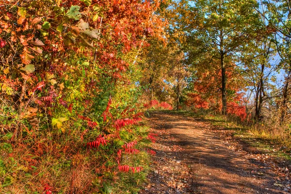 Lesní barvy na podzim v hdr — Stock fotografie