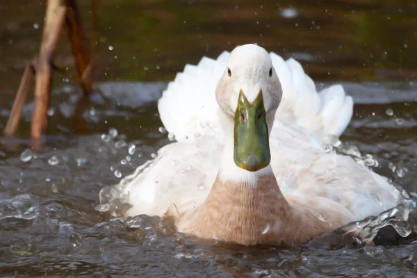 Bílá kachna s zeleným zákona šplouchání ve vodě — Stock fotografie