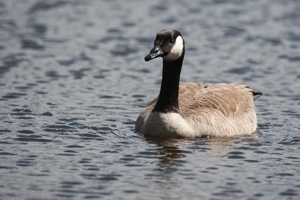 Canadian goose simning — Stockfoto