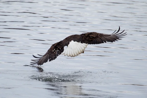 Aigle à tête blanche américain en vol — Photo