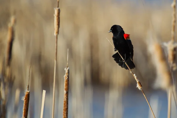 Male Red-winged Blackbird — Stock Photo, Image