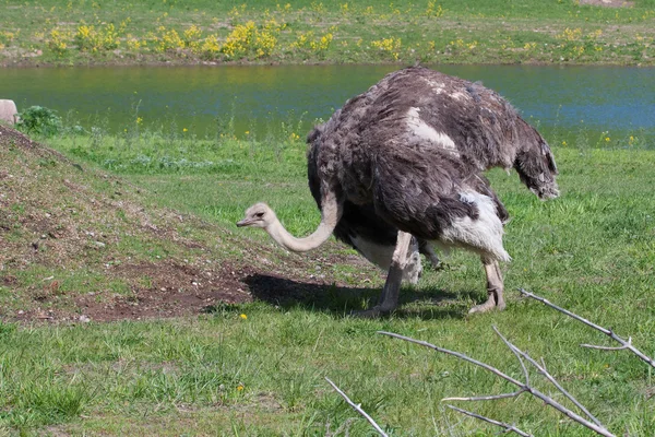 畑のダチョウ — ストック写真