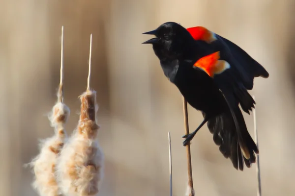 Pájaro negro alado rojo macho — Foto de Stock