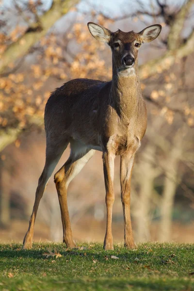 Cervo dalla coda bianca in natura — Foto Stock