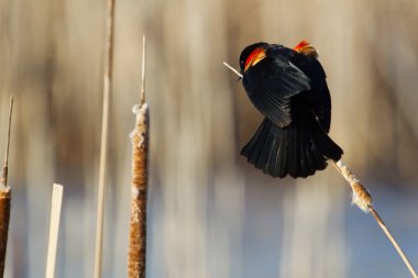 Male Red-winged Blackbird clipart