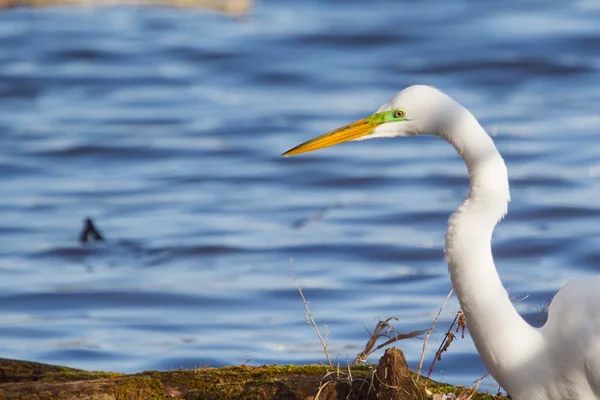 Grande peixe branco Egret Catching — Fotografia de Stock