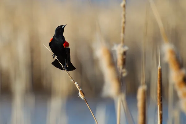 Pájaro negro alado rojo macho — Foto de Stock