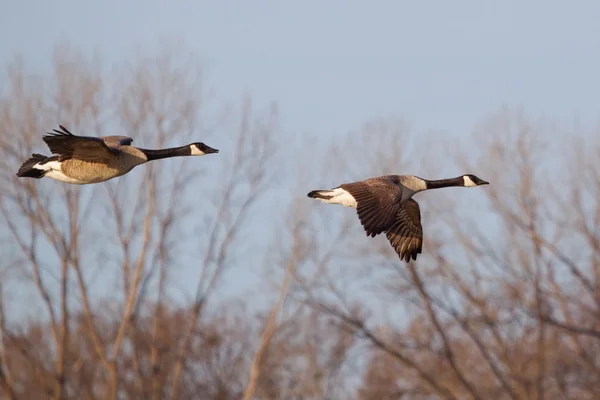 Kanadische Gänse fliegen — Stockfoto