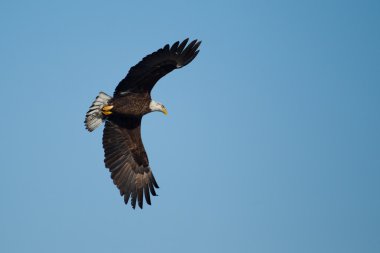 Uçan Amerikan Kel Kartalı