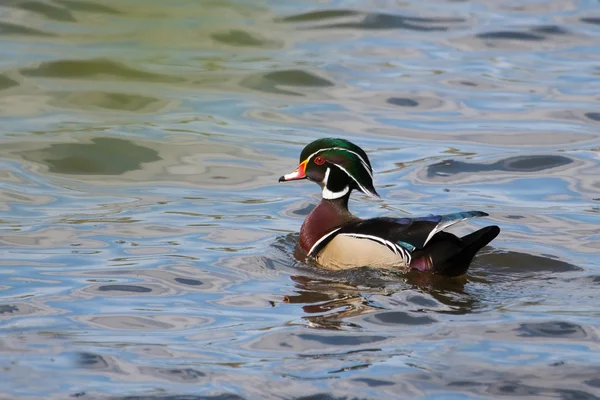 Mannelijke hout duck zwemmen — Stockfoto