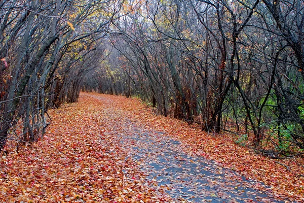 森林中在 hdr 秋天的颜色 — 图库照片