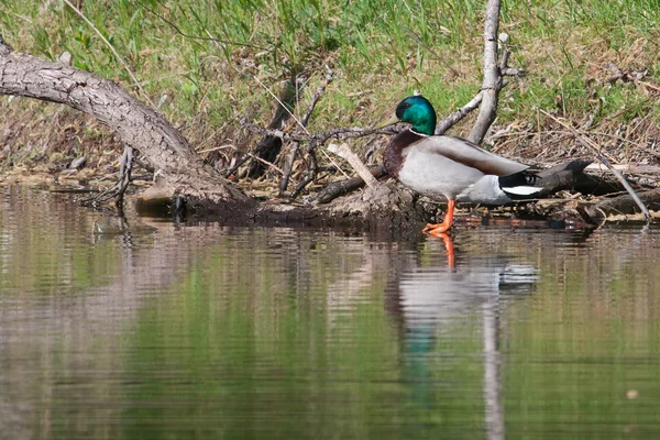 Mallard in het wild — Stockfoto