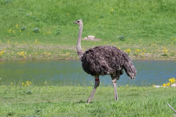 Struisvogel in het veld — Stockfoto