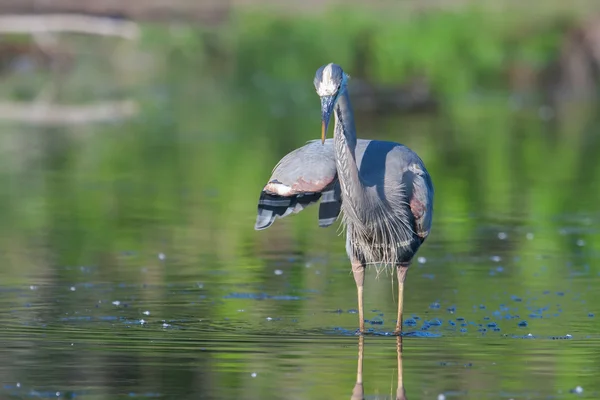 Great Blue Heron Fishing — Stock Photo, Image