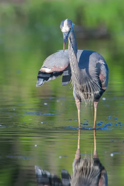 Blaureiher angeln — Stockfoto