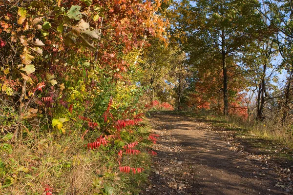 Lesní barvy na podzim v hdr — Stock fotografie