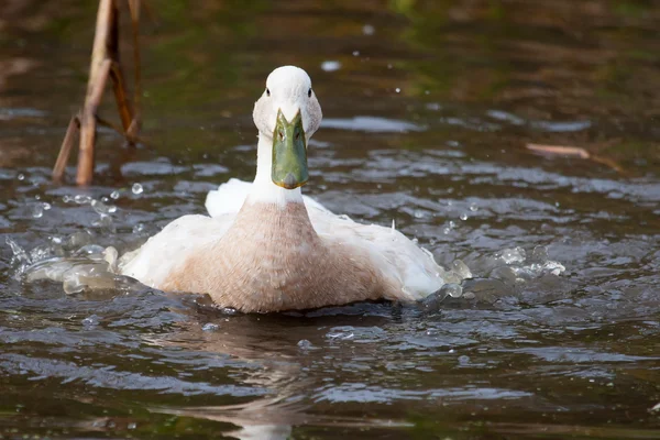 Pato branco com bico verde salpicando na água — Fotografia de Stock