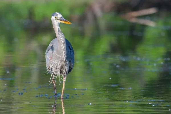 Grande pesca Blue Heron — Fotografia de Stock