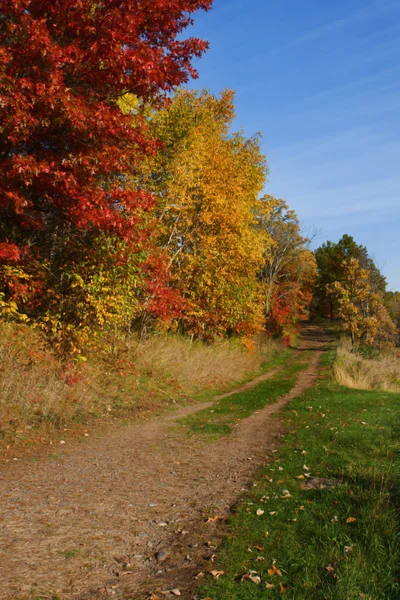 Couleurs de forêt à l'automne en hdr — Photo