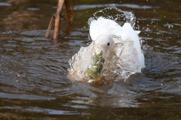 Canard blanc avec bec vert éclaboussant dans l'eau — Photo