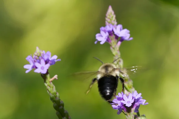 Golden Northern Bumblebee in Flight — Stock Photo, Image