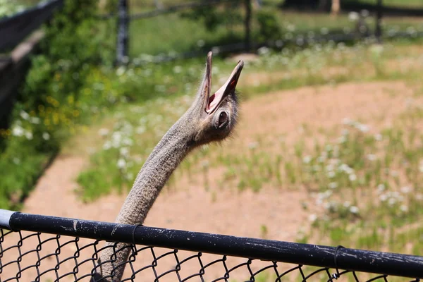 Struisvogel kantelen het hoofd terug — Stockfoto