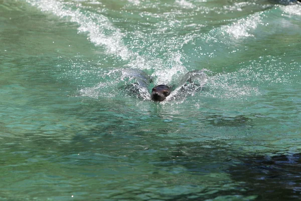 Seal at the zoo — Stock Photo, Image