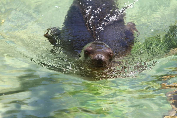 Těsnění v zoo — Stock fotografie