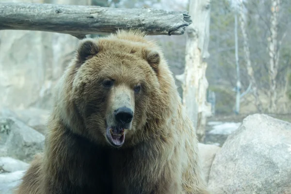 Braunbär im Zoo — Stockfoto