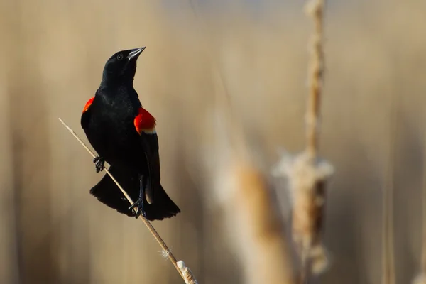 Burung hitam bersayap merah jantan — Stok Foto