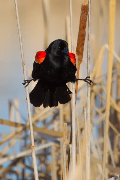 Merlo dalle ali rosse maschio — Foto Stock