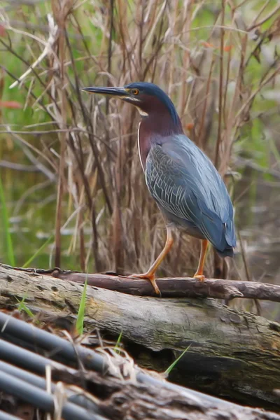 Groene reiger visserij — Stockfoto