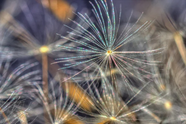 Benih Dandelion — Stok Foto