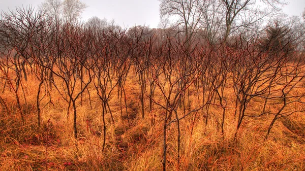 Färgglada natursköna landskapet i hdr — Stockfoto