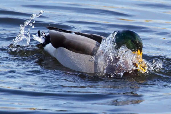 Sıçramasına yeşilbaş ördek — Stok fotoğraf