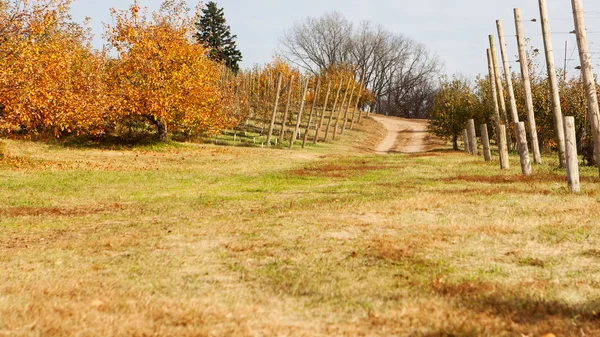 Apple Orchard полон рябчиков . Стоковая Картинка